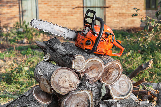 Best Dead Tree Removal  in Peculiar, MO